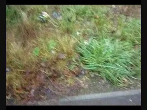 Forfar An Messy Old Age Pensioners Garden