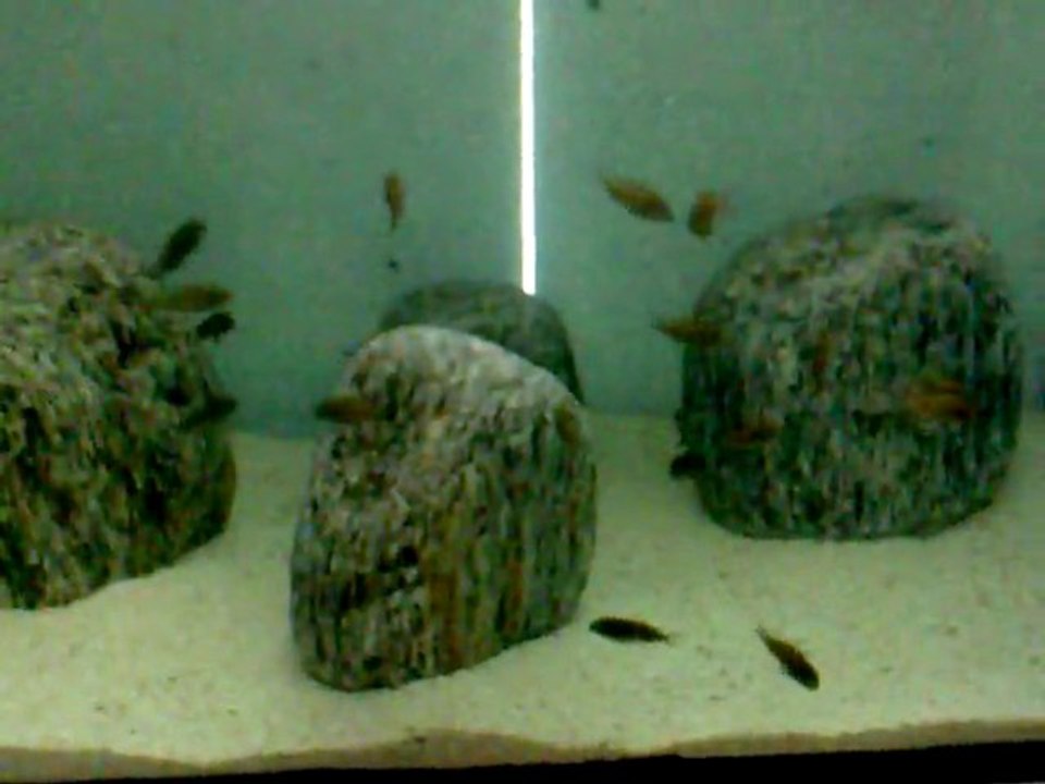 f1 ilangiler sancare ye aralık 20 de gönderilecek 24+9