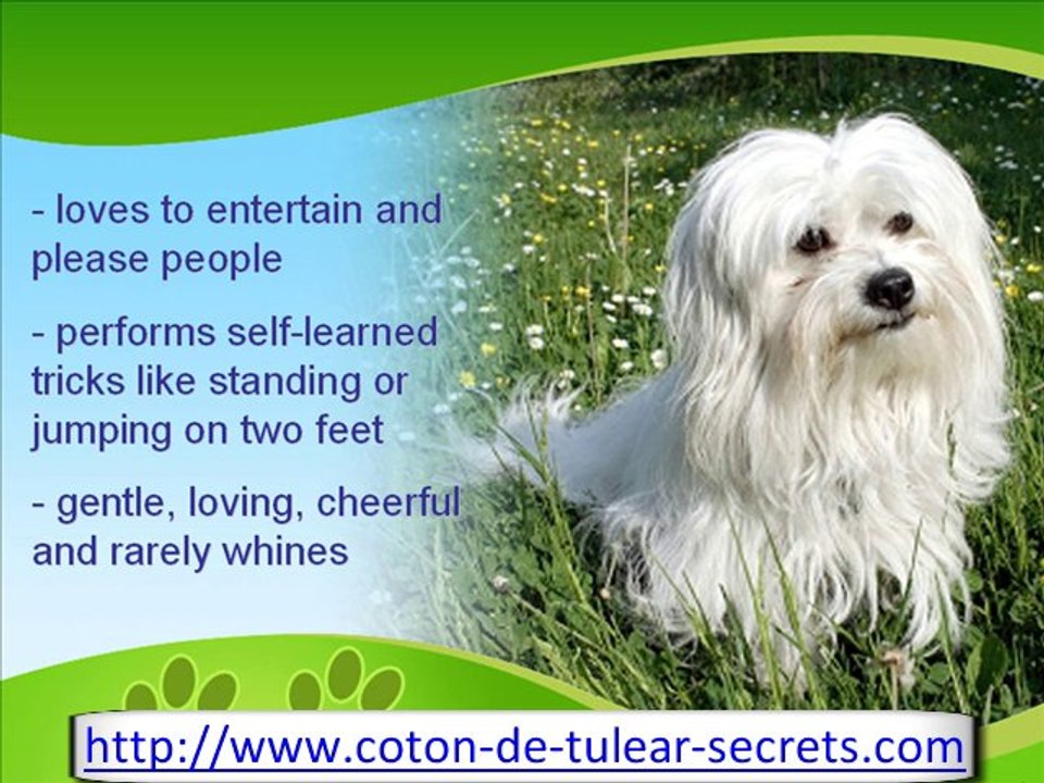 The Coton de Tulear