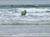Have you ever seen a sheep surfing ?