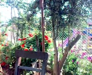 Ankara - Selami TÜRKMEN