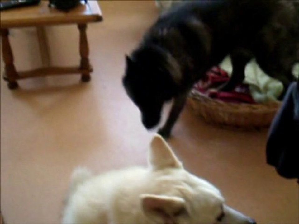 animaux ma tribu