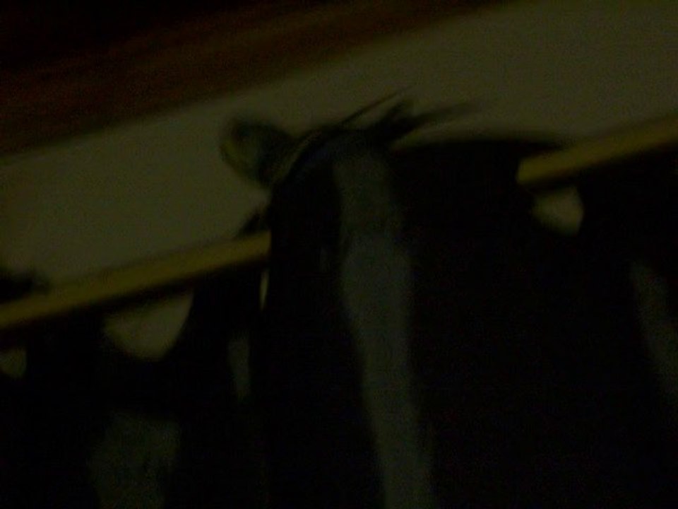 petites perruches ondulées