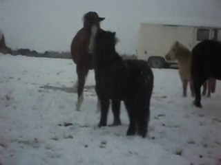 Dini, Pur Sang Arabe fait sa fière dans la neige!