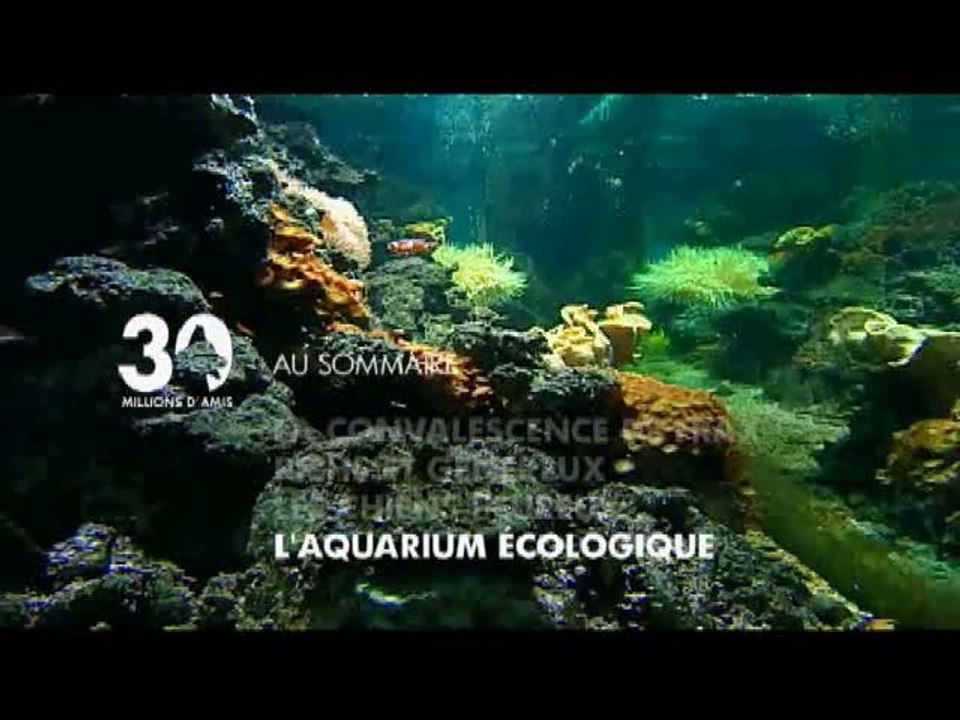 Sommaire émission 30 millions d'amis du 28 novembre  2010