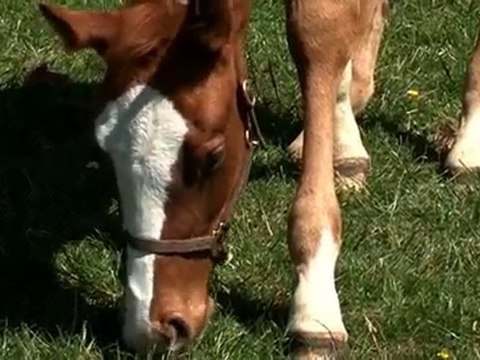 Grand jeu concours : la jument mystère