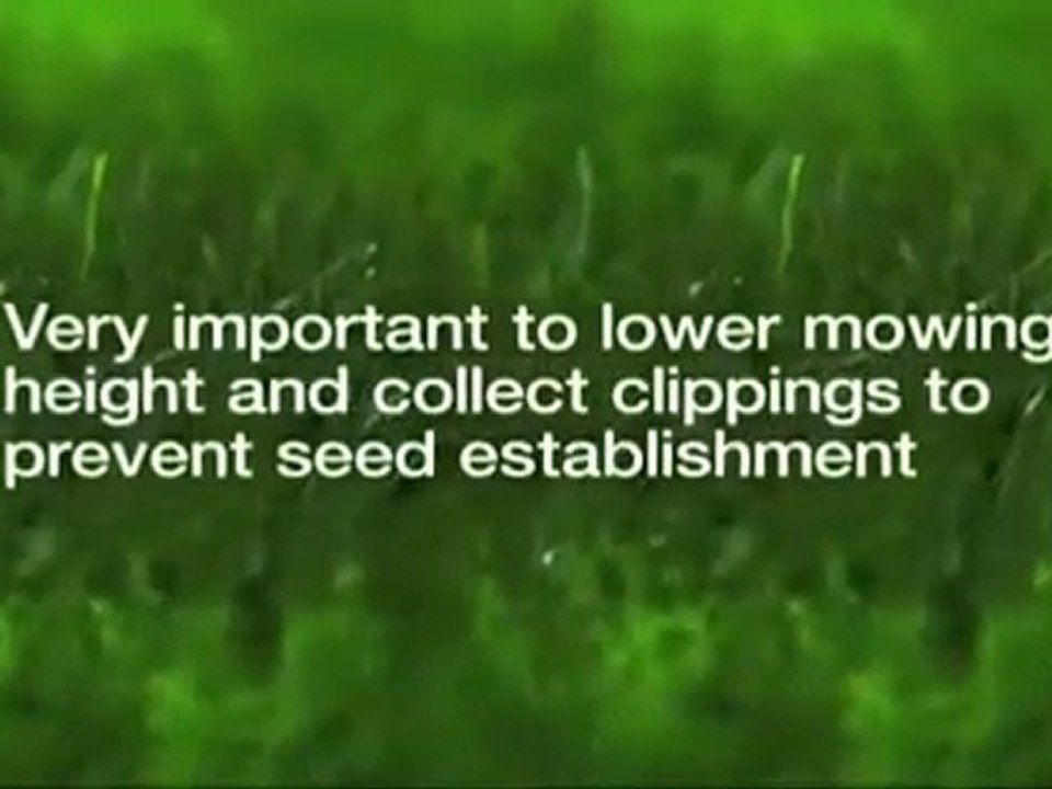 Cumming Lawn Care-Weed Pro-Crab Grass killer