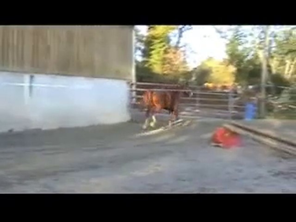 Ecuries du Nevez Sidonie