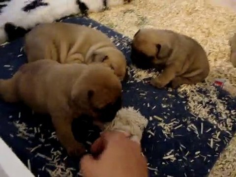 Fiona et tous ses potes les cochons d'Inde 23 jours