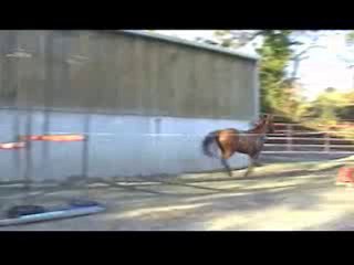 Ecurie du  Nevez Reine