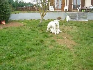 La meute au grand complet