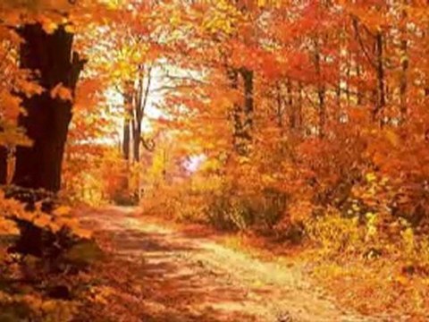 YILDIZ ÇAM - GÜZ MÜ GELDİ RENGİN SOLUK ( ÖMRÜM )