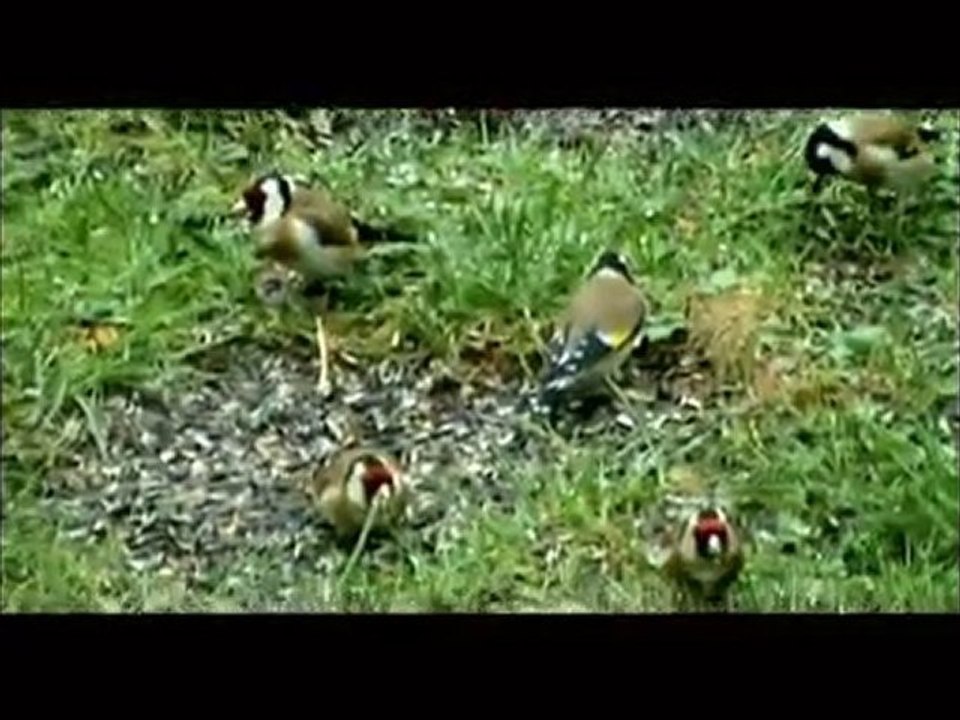 Faune et flore au 257 en Picardie