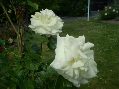 BÜLENT ERSOY-biz ayrılamayız