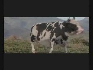 Vache-matrix