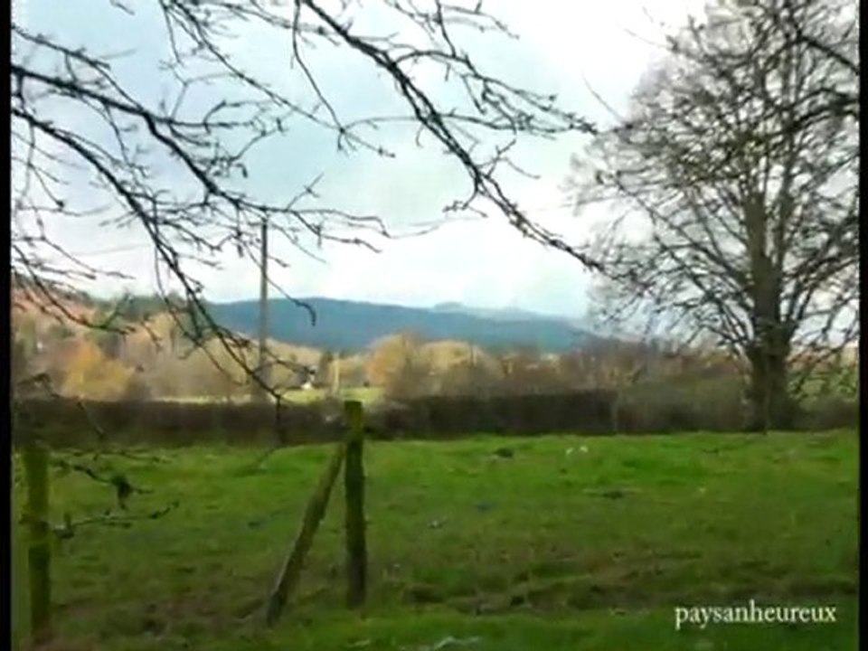 bagarre de taureaux