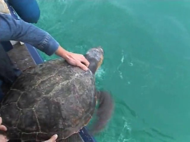 Sauvegarde des tortues marines en méditerranée
