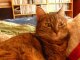 Jolie Chipie ma belle chatte rousse en HD