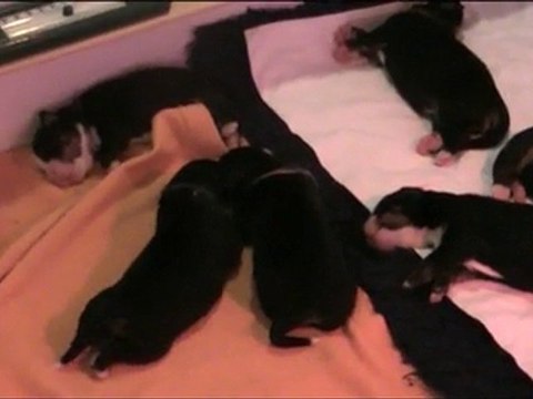 BB Cévennes et Partagas : 4 jours