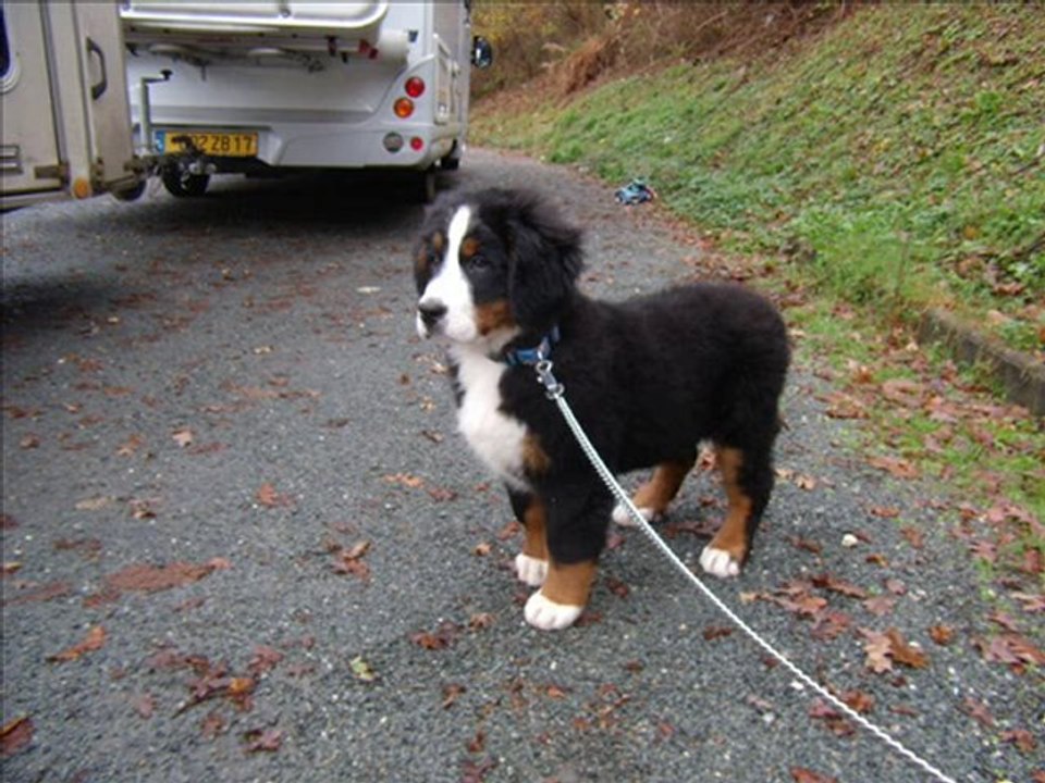 2010.21.11  expo de castres