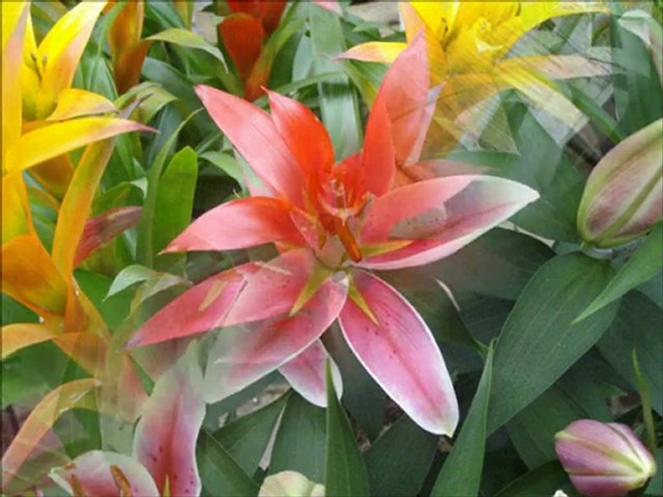 diapofleur2