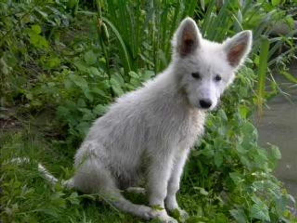 BAIKA BERGER BLANC SUISSE