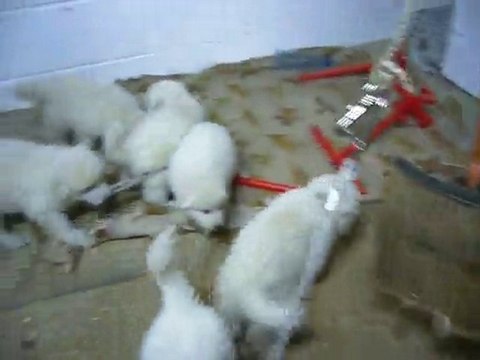 Les bébés en plein jeu