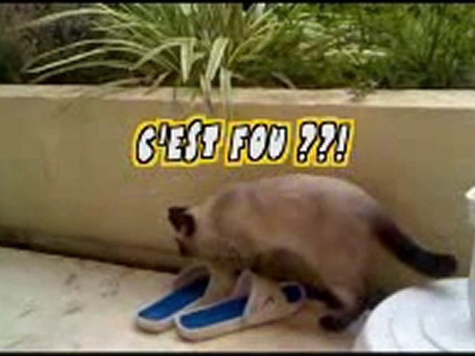 chatleon