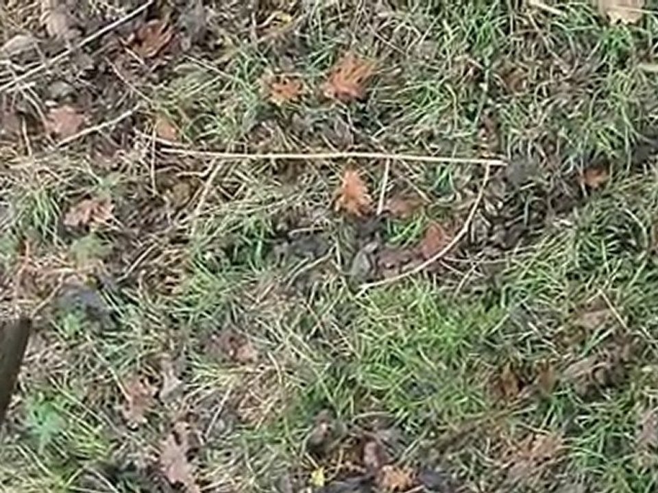 Chasse Mayenne