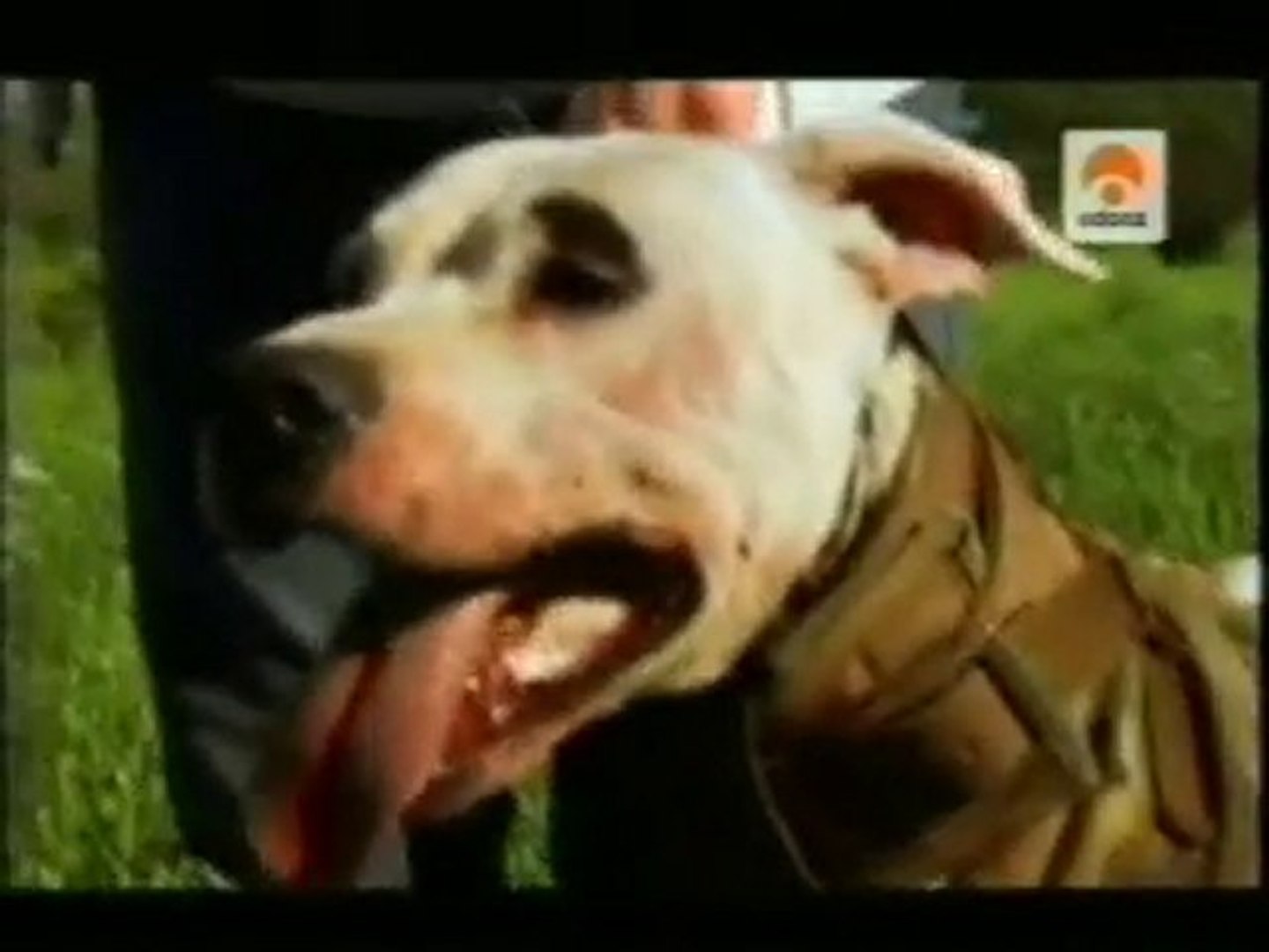 Perros de diseño: Dogo argentino (cria selectiva) - Vídeo Dailymotion