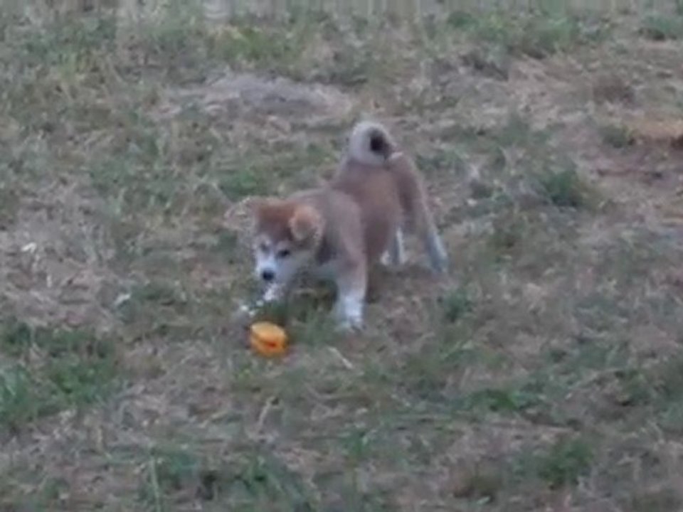 akita bébé contre jouet