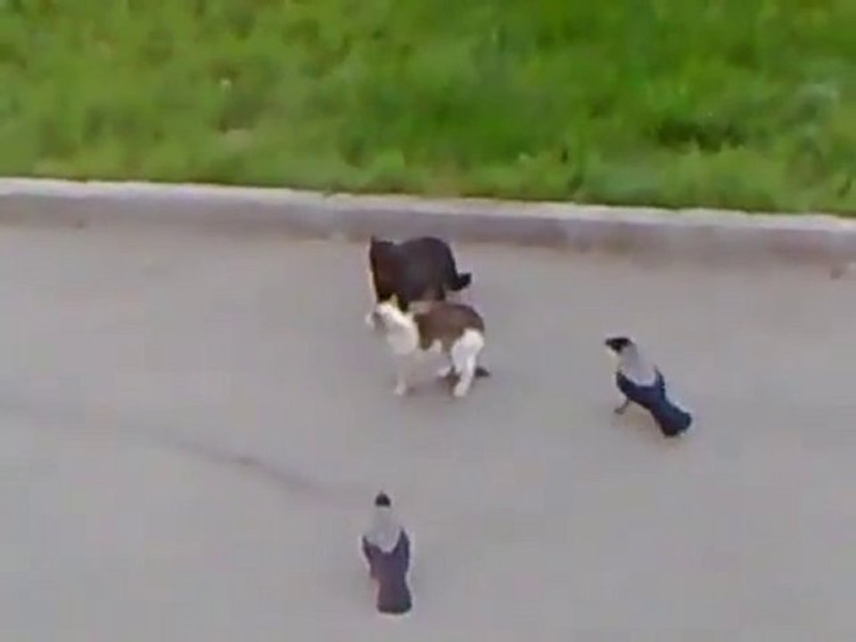 Risse bestiali: corvi contro gatti