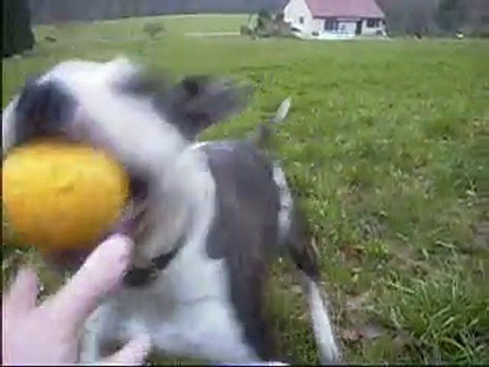 Ataxie cérébelleuse chez l'American Staffordshire Terrier