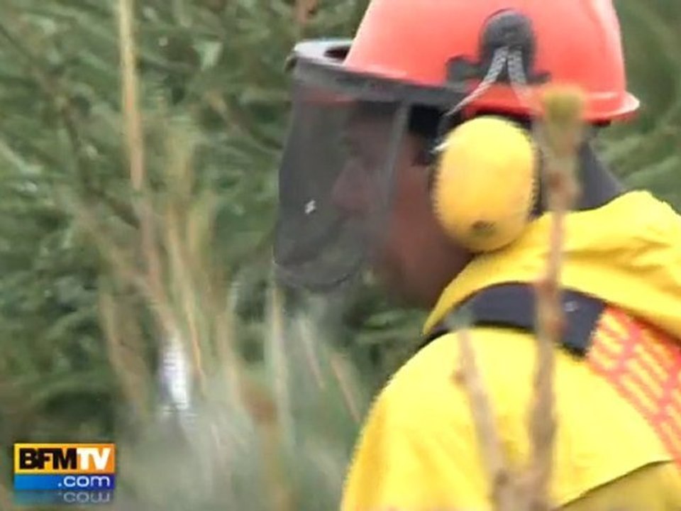 Les producteurs de sapins de Noël à l’oeuvre
