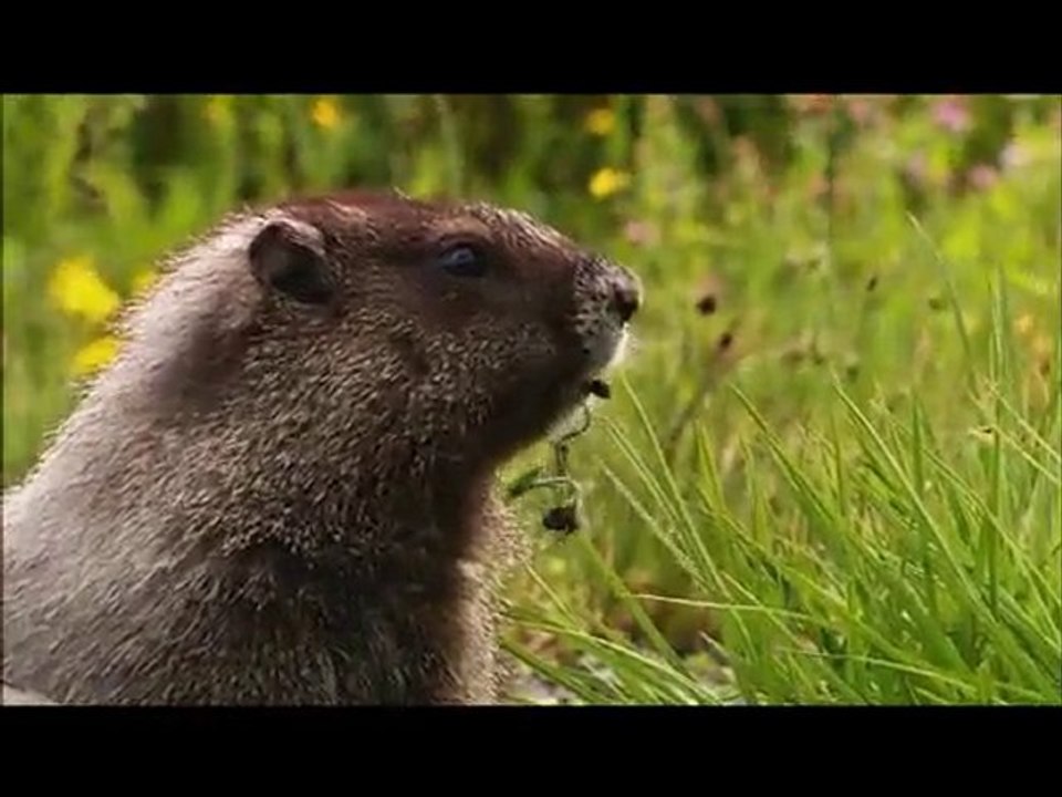Wildlife
