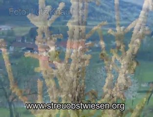 Macht mit beim Streuobstwiesen Bilderwettbewerb