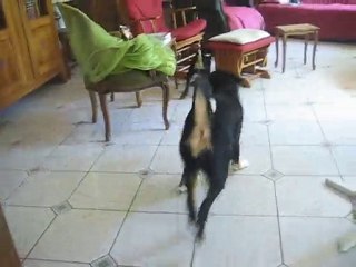 Délires appenzellois