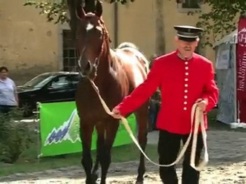 L'anglo-arabe, par le Président du Syndicat Anglo Course