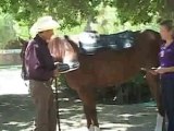 Saddle Pads Review by Monty Roberts -Cavallo