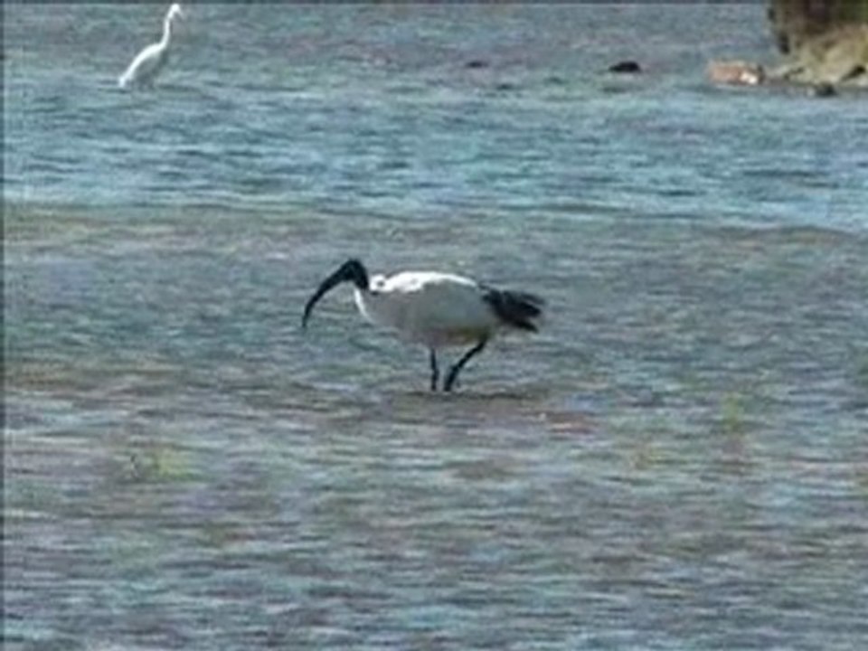 Ibis sacré