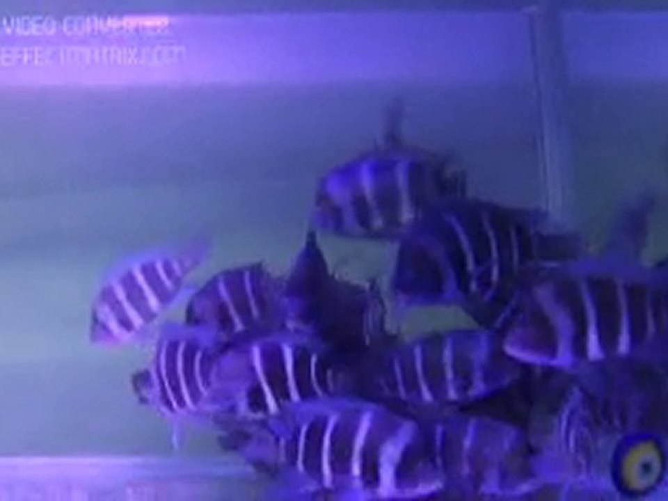 Cypho. Frontosa chaitka bright blue