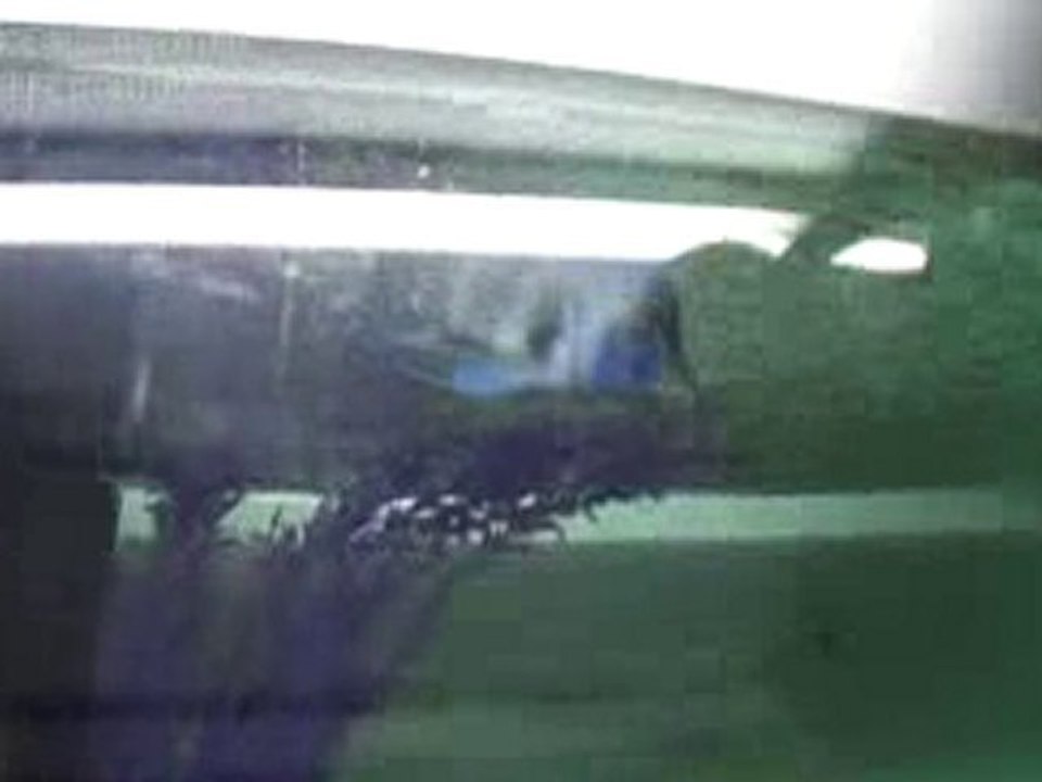 Cypho. Frontosa chaitka bright blueeeeee