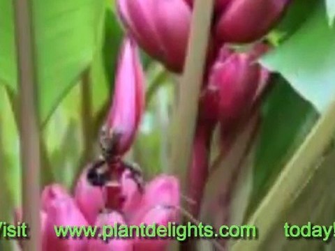 The Hardy Banana Plant - Musa 'Darjeeling Giant'