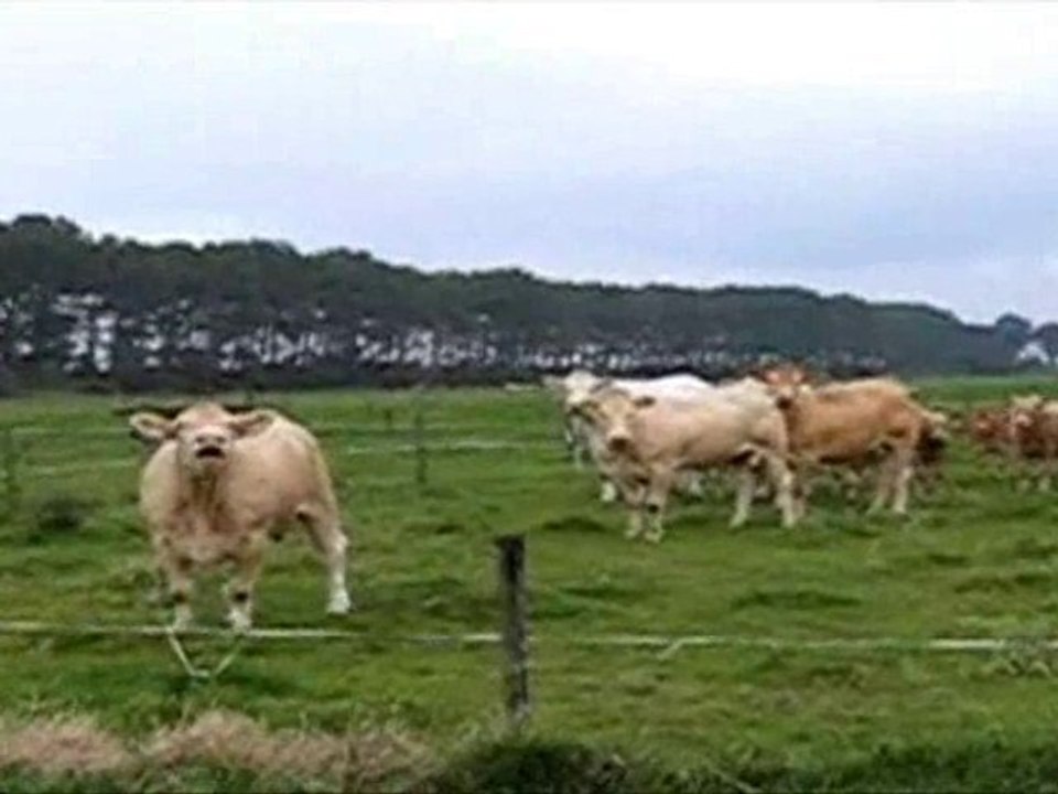 pownews (26-11-2010).