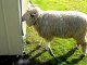 Funny Animal Video - Sheep Headbutting Shed