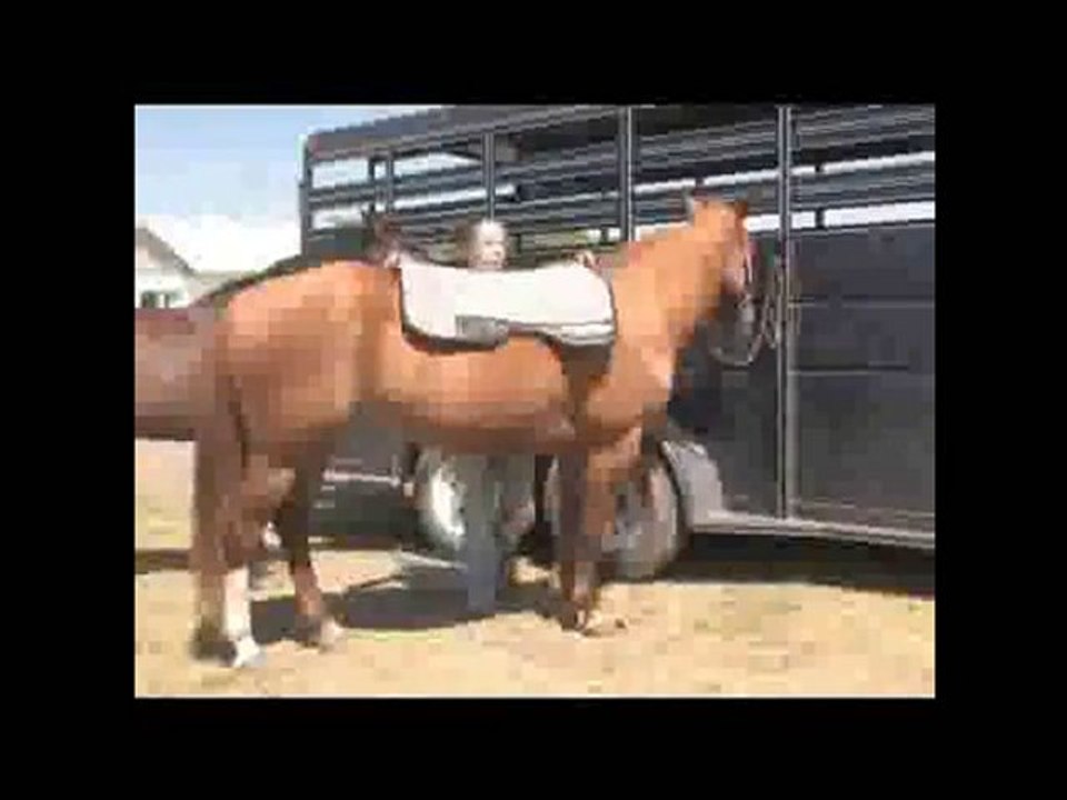 Saddle Pad Review - Cavallo