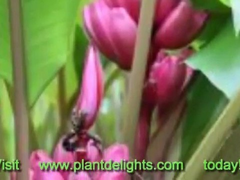 Hardy Banana Plant Cultivars - Musa 'Orinoco'