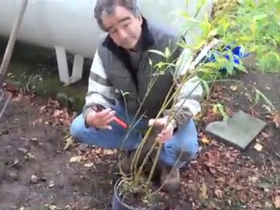 Plantation de bambou