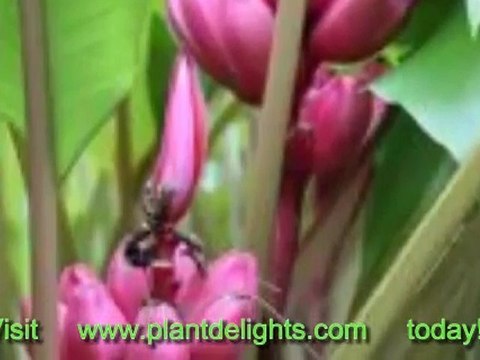 Banana Plant Cultivars - Musa 'Little Prince'