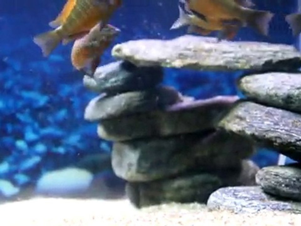 Tropheus Gold Kazumba